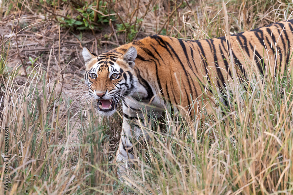 India, Madhya Pradesh, Kanha National Park. A young Bengal tiger walking through the grass, nervously curling its lip. India, Madhya Pradesh, Kanha National Park. A young Bengal tiger walking through the grass, nervously curling its lip.