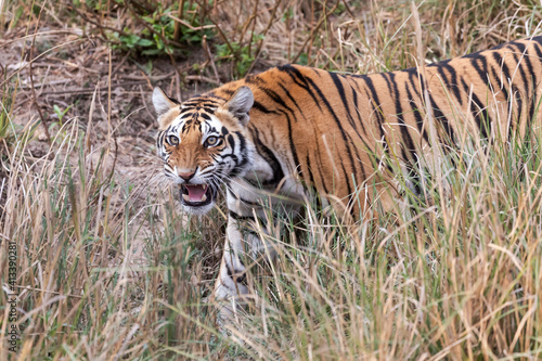 India, Madhya Pradesh, Kanha National Park. A young Bengal tiger walking through the grass, nervously curling its lip.