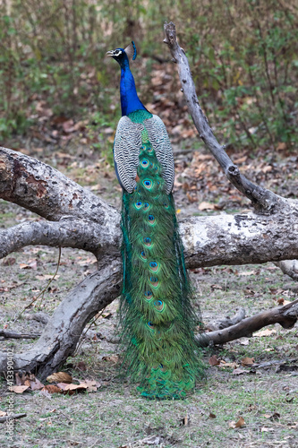 India, Madhya Pradesh, Kanha National Park. A male Indian peafowl standing on something high waiting for a female.