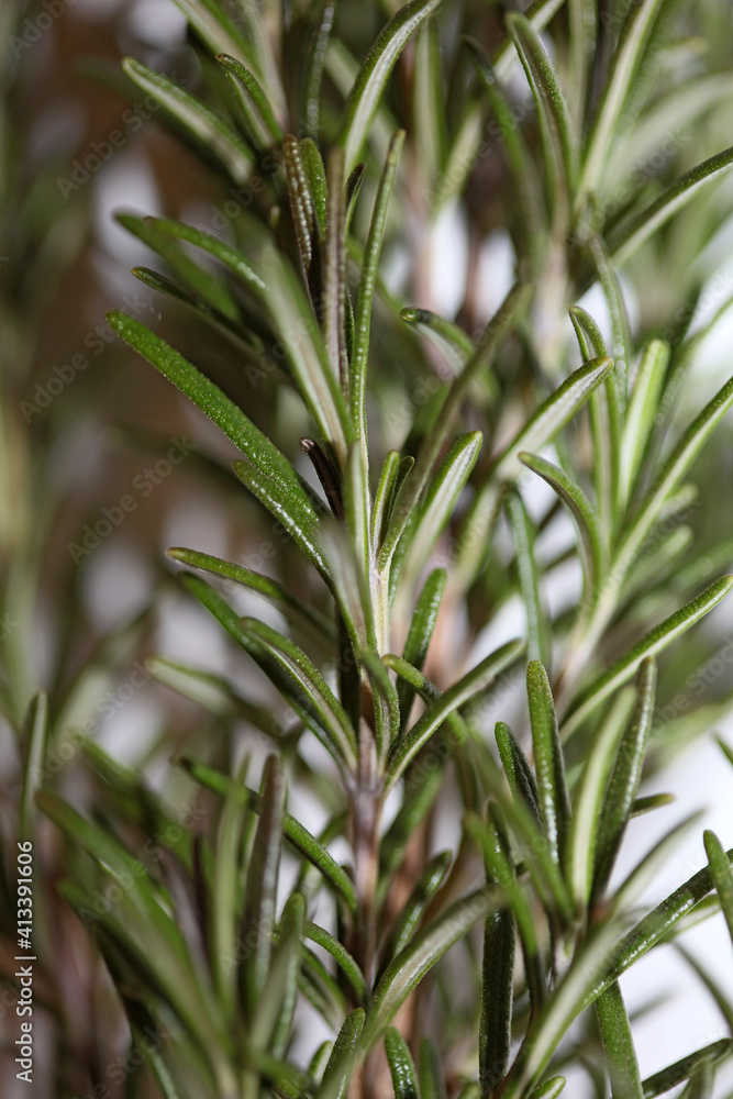 Obraz premium Rosemary aromatic plant Rosmarinus officinalis leaves close up family lamiaceae modern background high quality prints