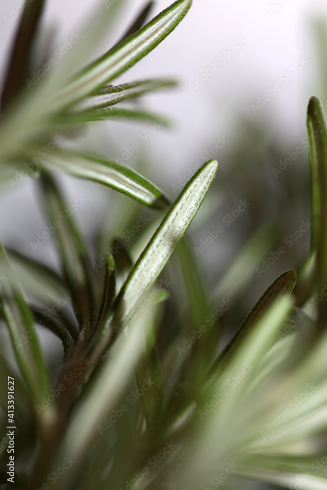 Obraz premium Rosemary aromatic plant Rosmarinus officinalis leaves close up family lamiaceae modern background high quality prints