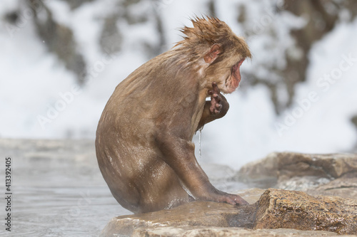 Photography Snow monkeys wintering in Nagano, Japan.