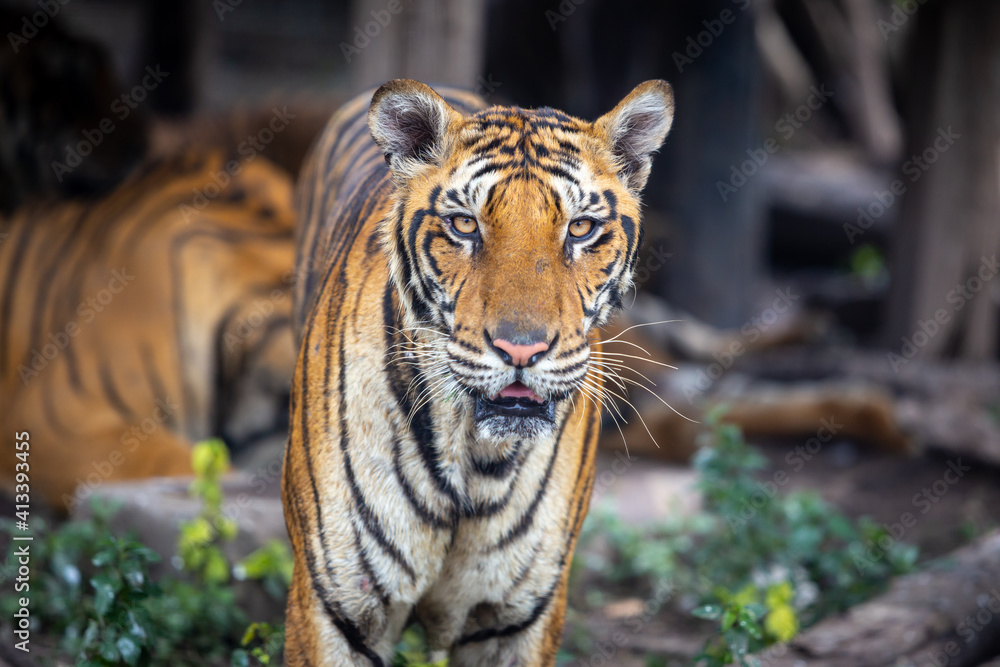 Fototapeta premium A hungry Bengal tiger looks at the photographer.