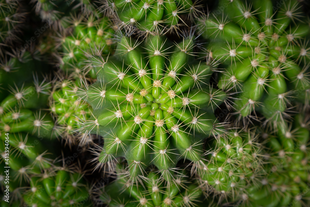 Mammillaria marksiana is one of the largest genera in the cactus family. Top view macro of cactus (Mammillaria affinis). Mammillaria marksiana is one of the largest genera in the cactus family. Top view macro of cactus (Mammillaria affinis).