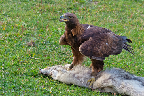 Golden Eagle in the Trans-Ili Alatau mountains  Kazakhstan
