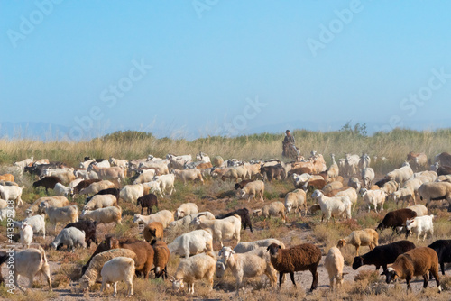 Fotografia Herding sheep, Altyn-Emel National Park, Kazakhstan