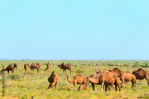 Camels on the grassland  Shymkent  Kazakhstan