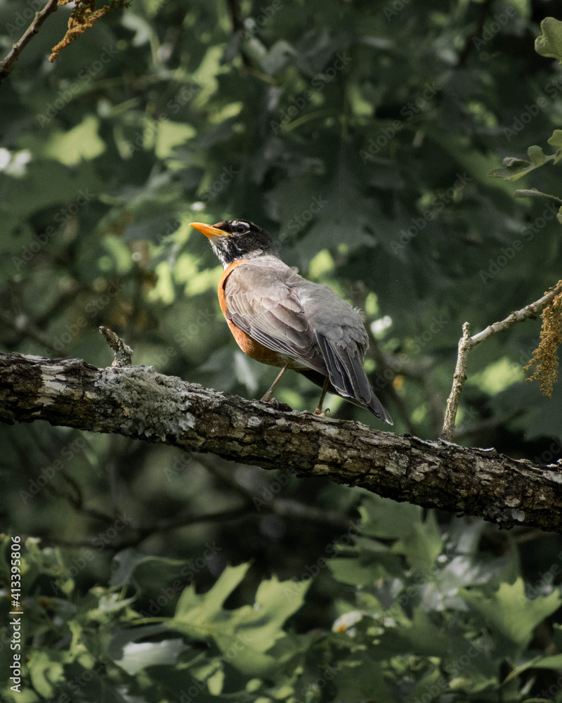 Fototapeta premium Bird in Tree