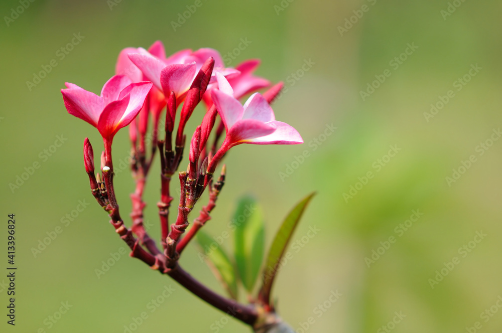 Fototapeta premium Red Frangipani (Plumeria)
