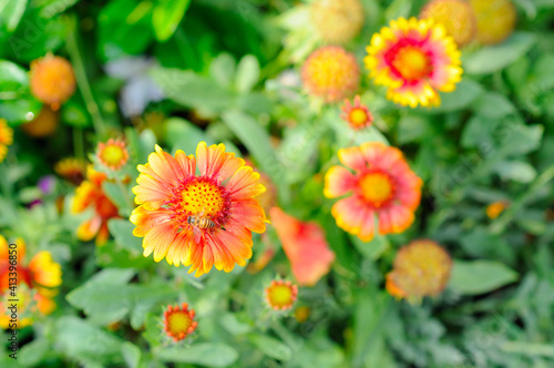 Vibrant Yellow and Orange Flowers