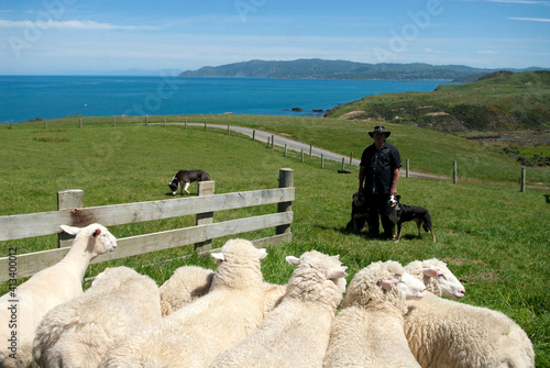 Pencarrow Station is a privately owned 2000 acre sheep and cattle farm situated high above the entrance to Wellington Harbor. photo