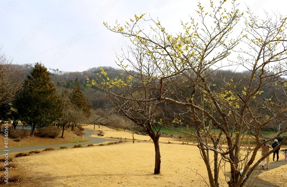 Fototapeta premium マンサクの花咲く 公園 風景