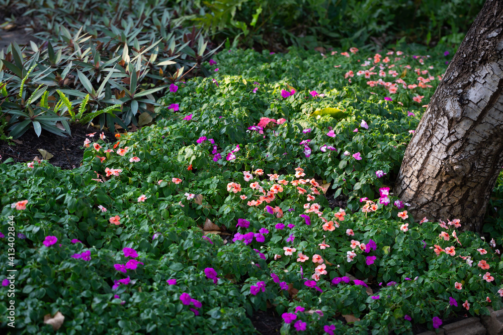 Shady atmosphere along the walkway in the botanical garden in Bangkok. selective focus.