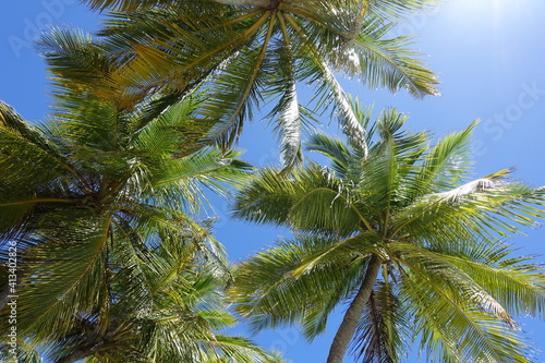Low Angle View Of Palm Trees Against Blue Sky