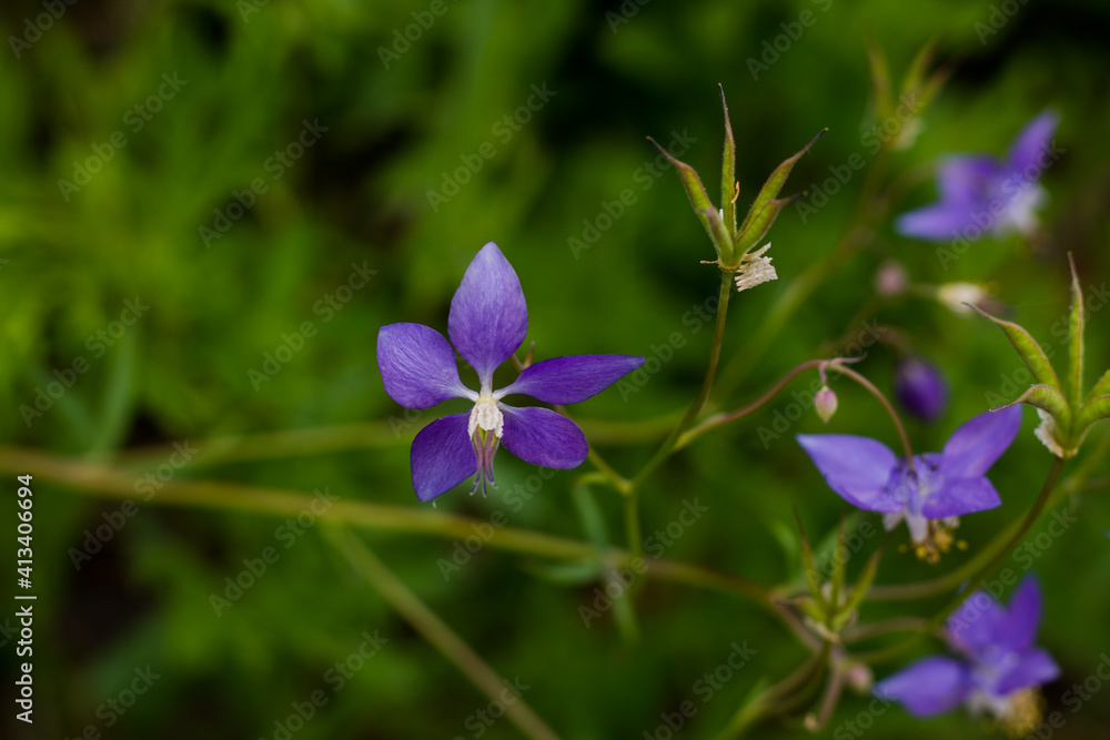 Purple small flowers close-up. plant with flowers. Natural background.