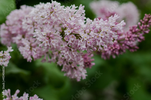 Lilac branch. Pink flowers on a tree branch. Blooming lilac. Spring came. Floristic background.