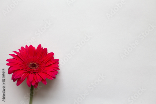 Red gerbera on a white background. Floristic background. Flower on a white background. holiday for all lovers. Women's Day.