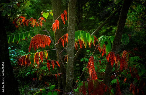 Backlit early Autumn changing bright red color leaves of a poison sumac tree in a forest of green.