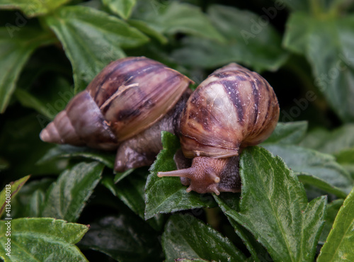 Two dark achatina snail with brown striped shell crawls over the Green bush. The concept runs slowly, Selective focus.