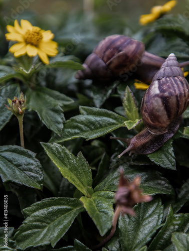 Two dark achatina snail with brown striped shell crawls over the Green bush. The concept runs slowly, Selective focus.