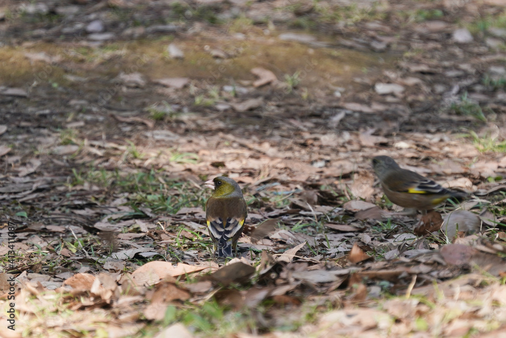 oriental greenfinch on the ground oriental greenfinch on the ground