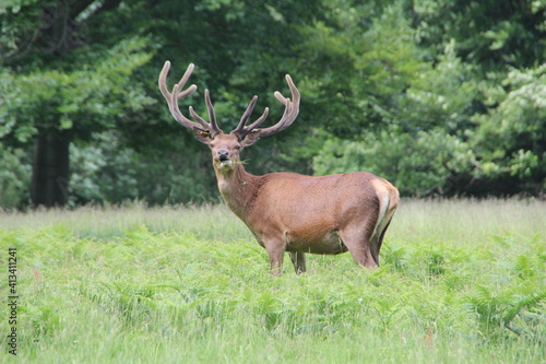 Red Deer, Windsor Great Park, United Kingdom.