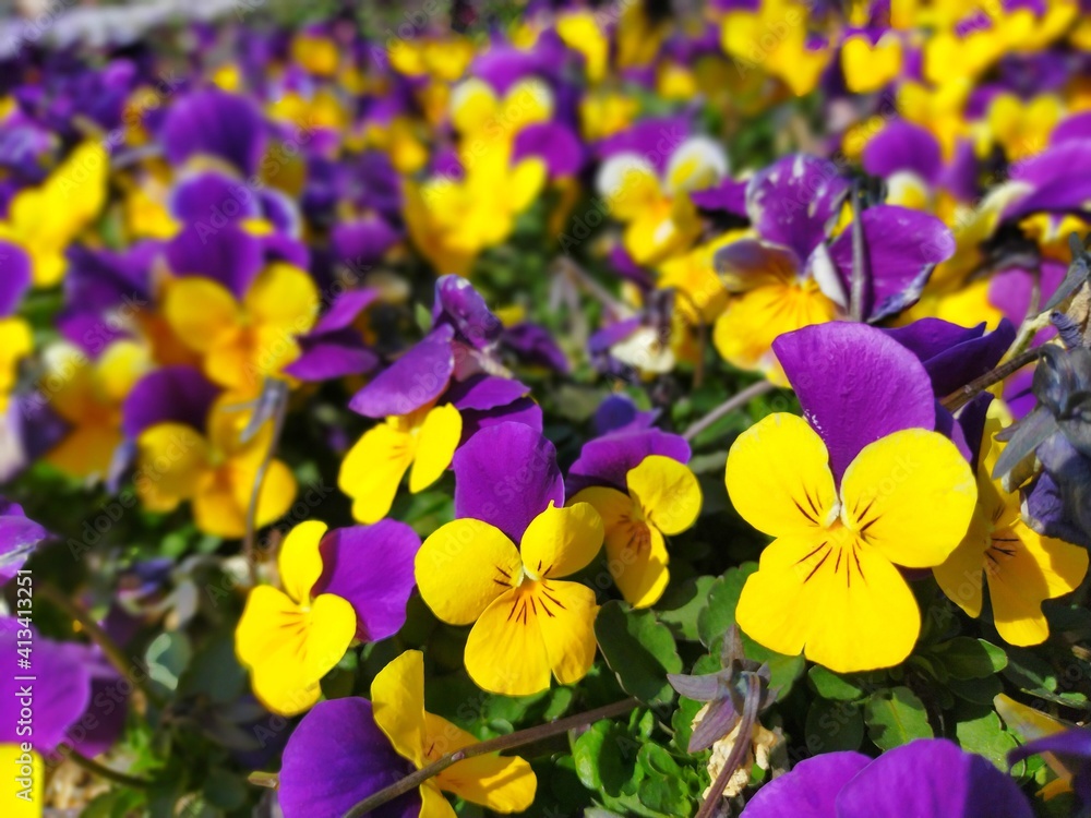 黄色と紫のパンジーの花が咲き乱れる春の花壇の風景 黄色と紫のパンジーの花が咲き乱れる春の花壇の風景