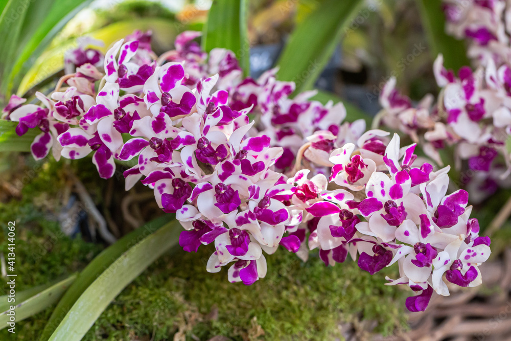 Beautiful orchid flower blooming at rainy season. Rhynchostylis Orchidaceae Beautiful orchid flower blooming at rainy season. Rhynchostylis Orchidaceae
