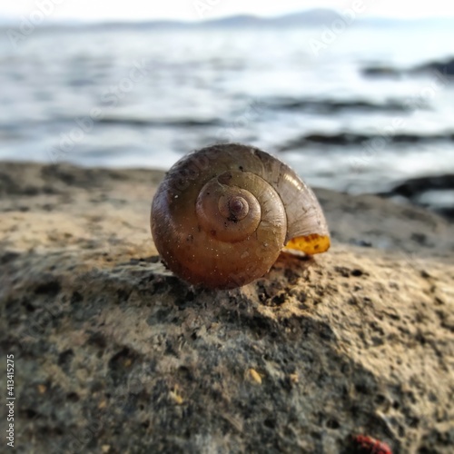 Caracol de lago acuatico