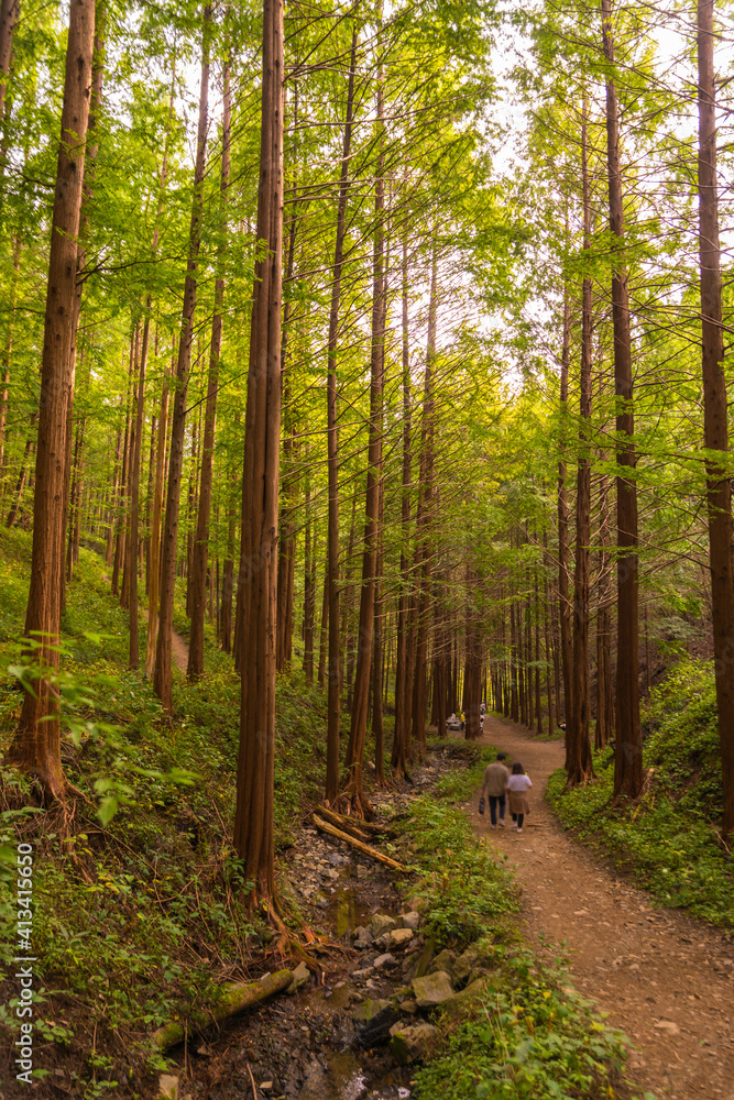 Fototapeta premium 메타세콰이어 숲 산책