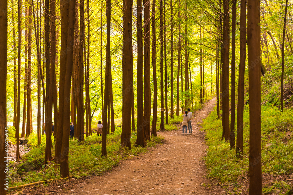 Obraz premium 메타세콰이어 숲 