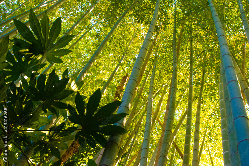 Obraz premium 千葉県佐倉市 ひよどり坂の竹林