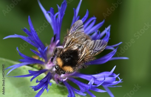 Close up of a beautiful blue Cornflower with a Bumble Bee
