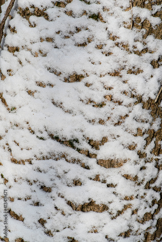 Texture of a tree trunk with snow