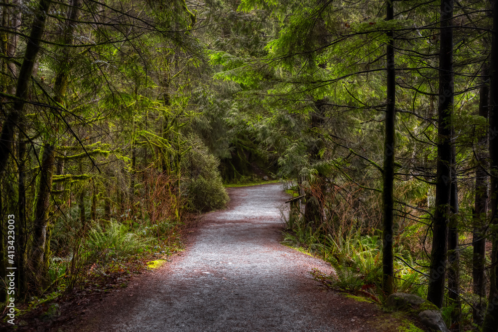 Fototapeta premium Beautiful Path in the Rainforest during a wet and rainy day. Lynn Canyon Park, North Vancouver, British Columbia, Canada. Nature Forest Background
