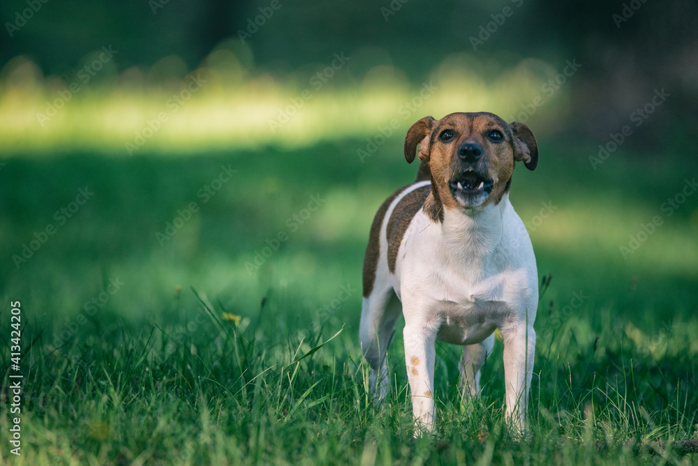 Jack russell terrier for a walk in the park in summer.