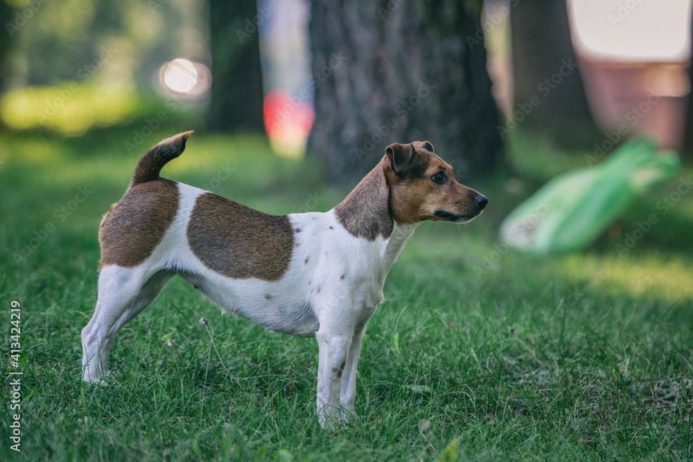 Jack russell terrier for a walk in the park in summer.