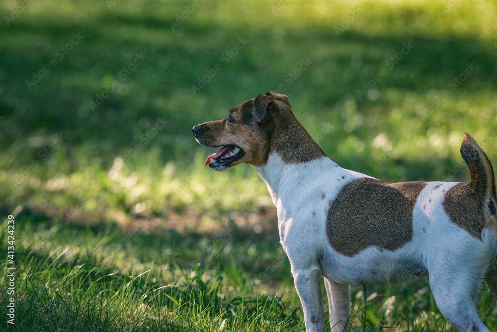 Jack russell terrier for a walk in the park in summer.