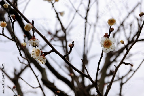 冬空に咲く白梅の花とつぼみ 春の訪れ