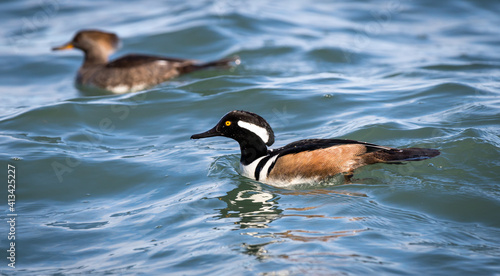 Male and female Hooded mergansers " Lophodytes cucullatus " swimming while looking for food.