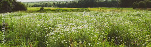 Summer sunny landscape with field of growing wild white daisy flowers during warm sunset.