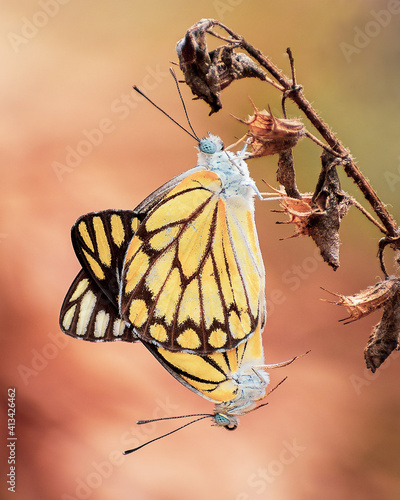 Butterflies mating in autumn