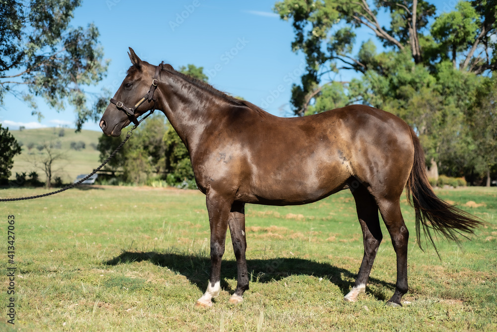 Fototapeta premium horse in the field
