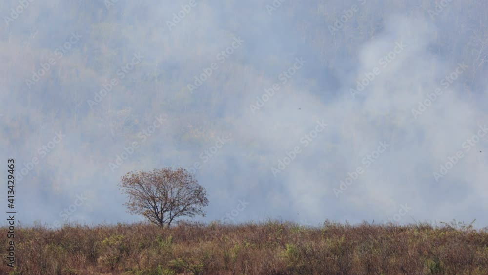 Heat haze by The destruction of forests for shifting cultivation.