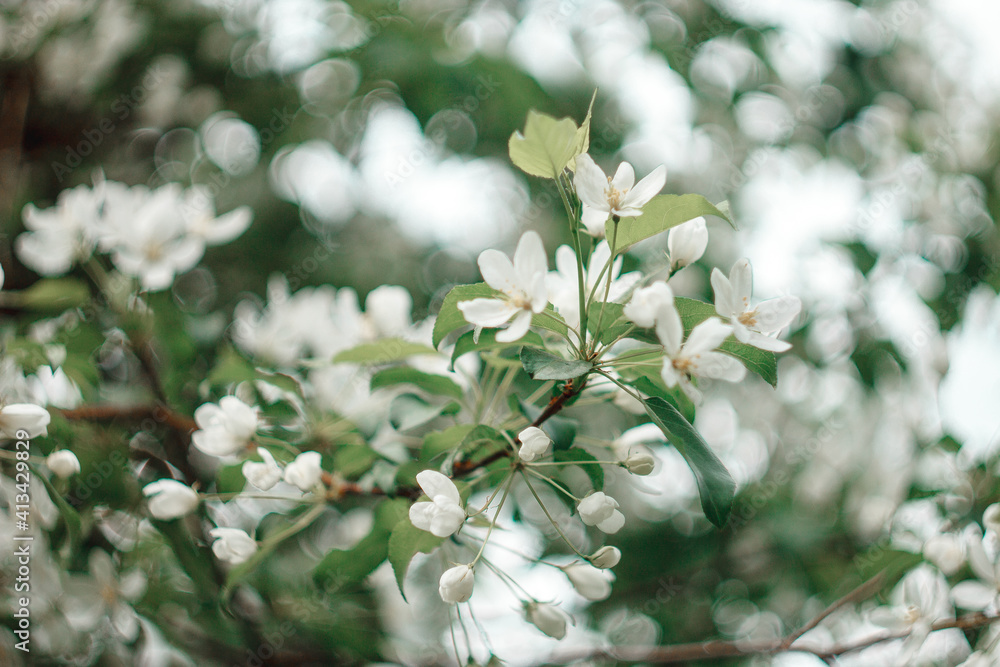 White blooming cherry tree. Natural close up photography. Spring theme White blooming cherry tree. Natural close up photography. Spring theme