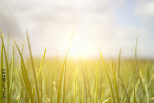 green grass on the background of the blue sky in the rays of the sun. Copy space.