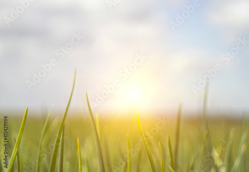 green grass on the background of the blue sky in the rays of the sun. Copy space.