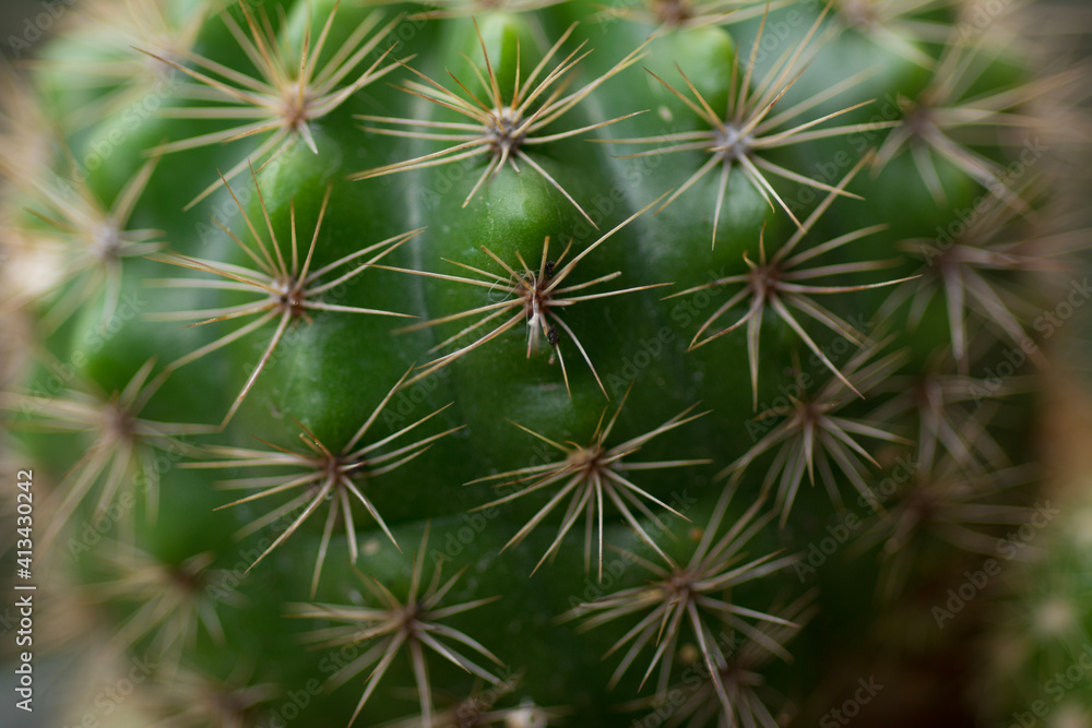 Echinopsis calochiroa cactus on natural background Echinopsis calochiroa cactus on natural background