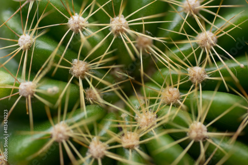 Echinopsis calochiroa cactus on natural background