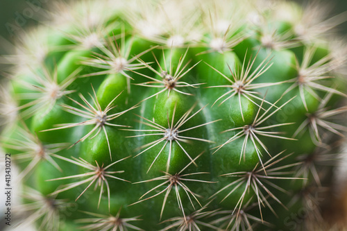 Echinopsis calochiroa cactus on natural background